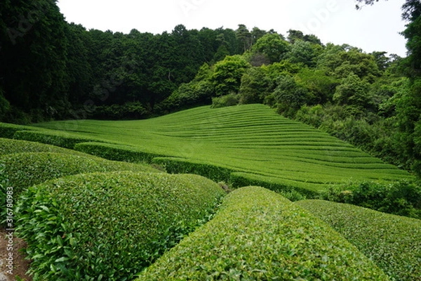 Obraz 茶畑