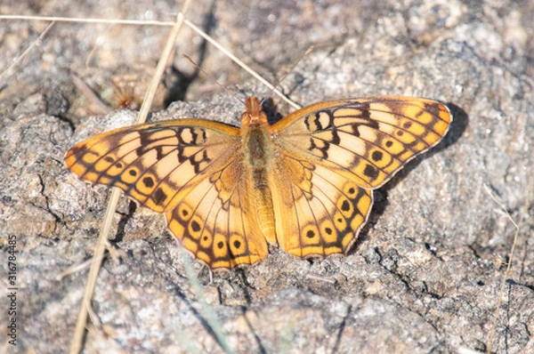 Obraz butterfly on leaf