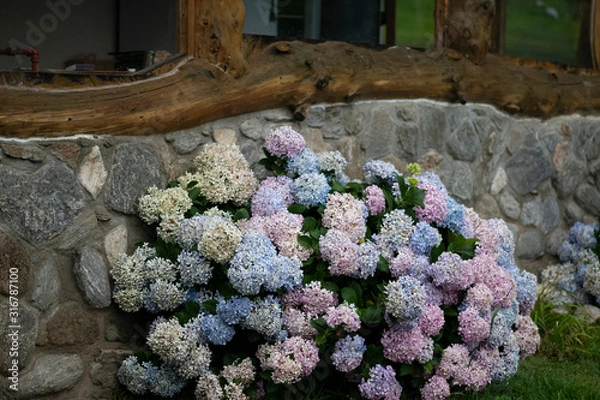 Obraz Hydrangeas in bloom