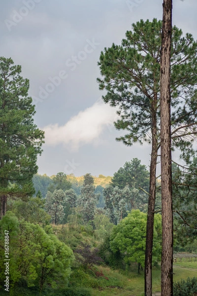 Obraz trees and blue sky