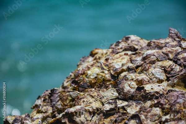 Obraz oyster on the reef at the beach,Oysters in a sea at nature habitat,Oyster rocks in the sea in the sun,Natural oysters perched on the rocks in the sea.