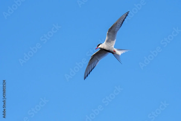 Obraz Arctic tern (Sterna paradisaea) in flight against blue sky, Scotland, UK
