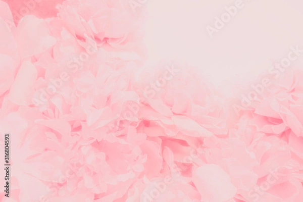 Fototapeta Beautiful abstract color orange purple and pink flowers on white background and white flower frame and pink leaves texture, light pink background, colorful pink banner happy valentine.