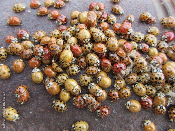 Fototapeta A group of Ladybugs or Asian Beetles, Loveliness, Selective Focus or Bokeh
