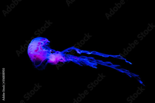 Fototapeta Jellyfish