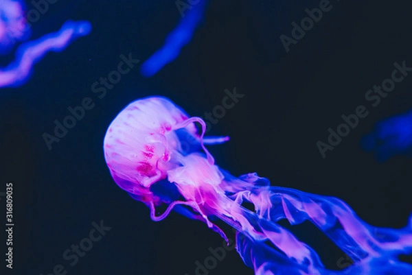 Fototapeta Jellyfish