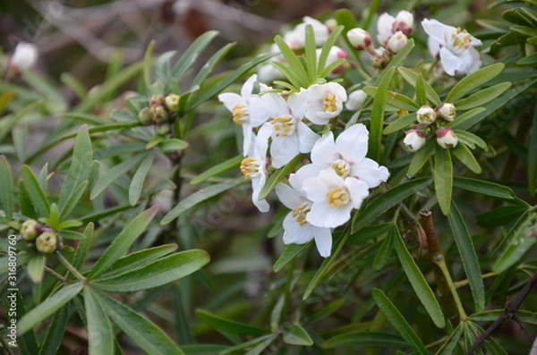 Obraz White flowers in the forest