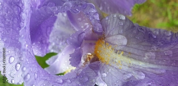 Obraz schwerlilie iris