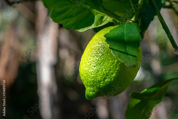 Obraz Lemon fruit on the tree
