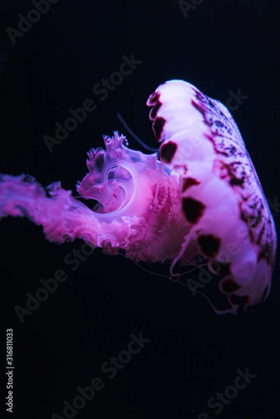 Fototapeta jellyfish