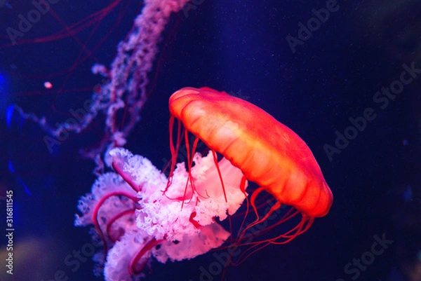 Fototapeta jellyfish