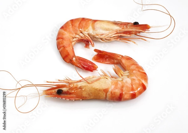 Obraz CREVETTE ROSE