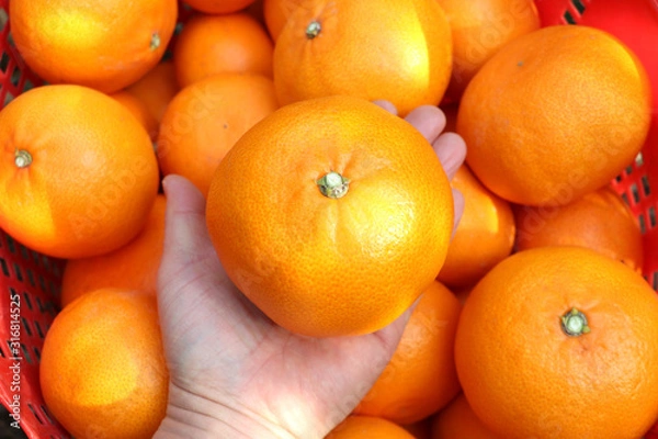 Obraz 크고 맛있는 제주 천혜향 