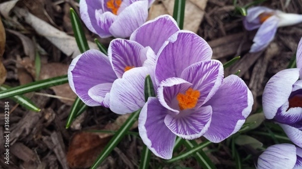 Obraz Purple crocus in bloom