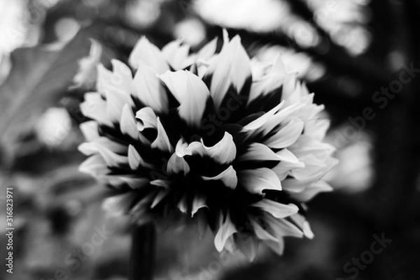 Fototapeta white flower