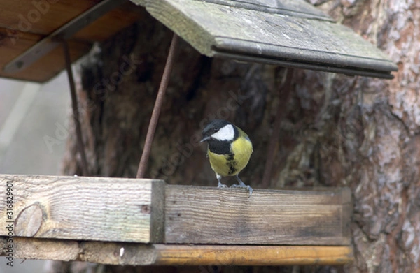 Obraz  bird tit sitting in a bird feeder