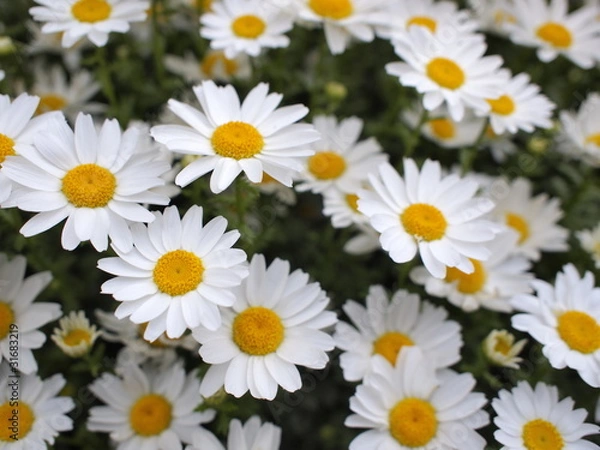 Obraz マーガレット