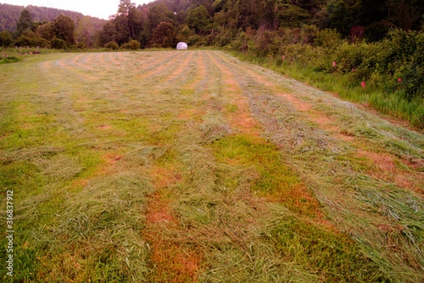 Obraz ibs fresh field