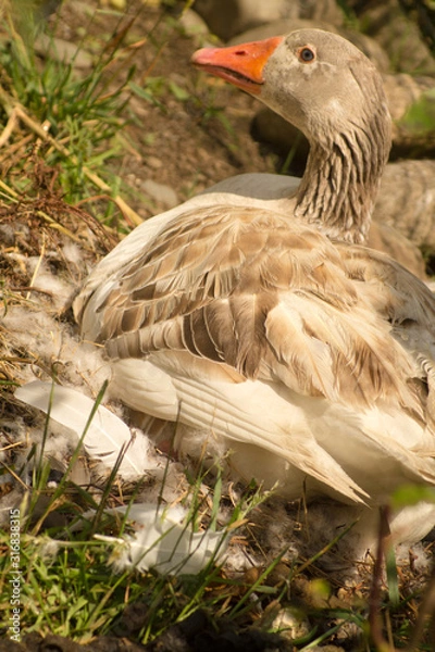Obraz ibs mother goose nesting