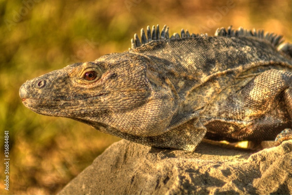 Obraz hli iguana