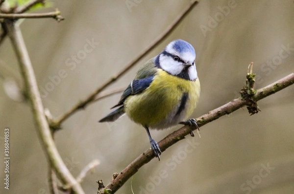 Fototapeta bluetit