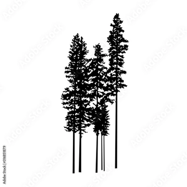 Obraz Silhouette of complex pine trees. Handmade.