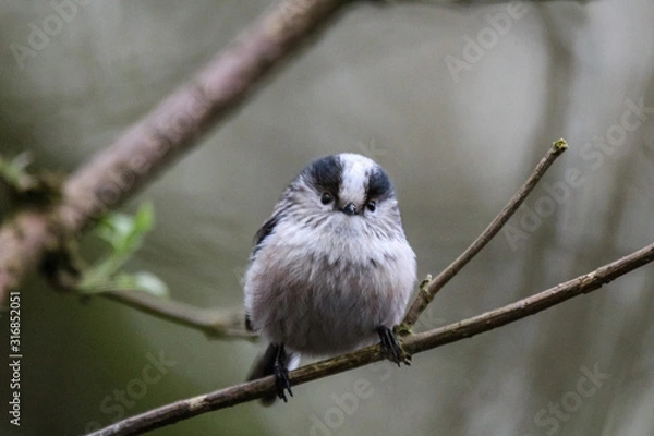Fototapeta long tailed tit