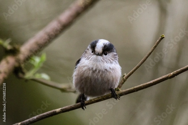 Fototapeta long tailed tit