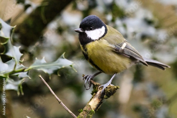 Fototapeta great tit