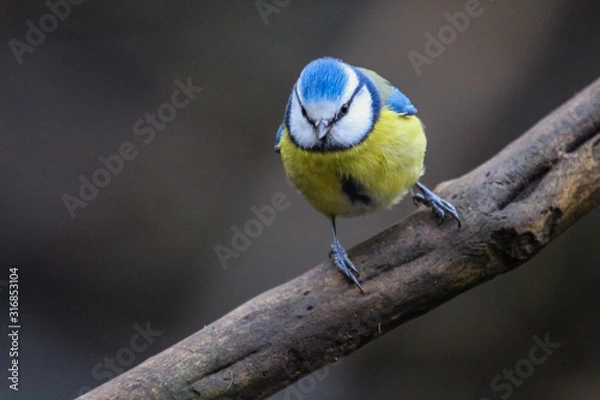 Fototapeta bluetit