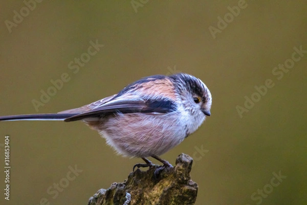 Fototapeta long tailed tit