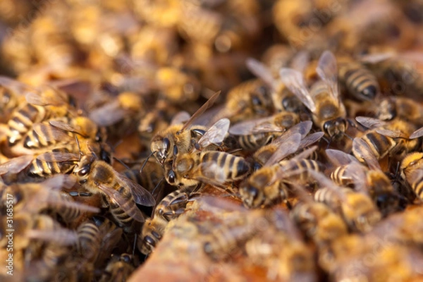 Fototapeta little bees in early spring time