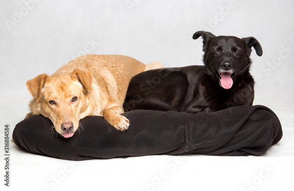 Obraz Dwa leżące psy