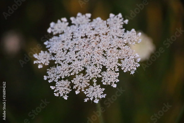 Obraz white wild flowers close up