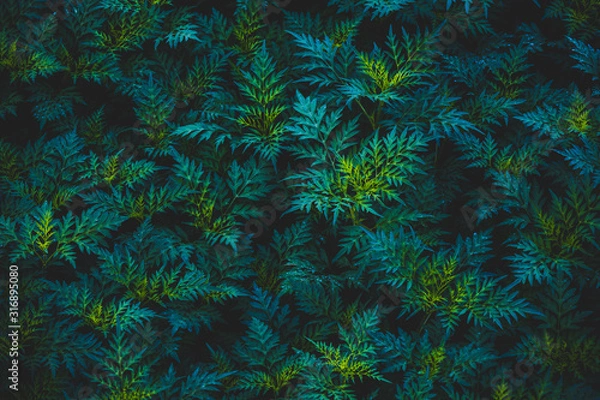 Obraz Green leaf background