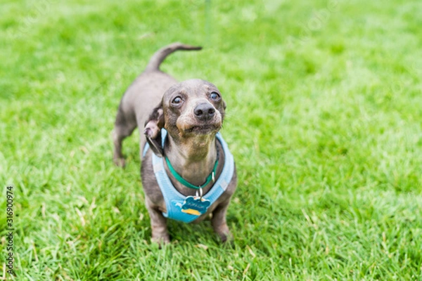 Fototapeta Gray purebred Daschund dog making a funny face.
