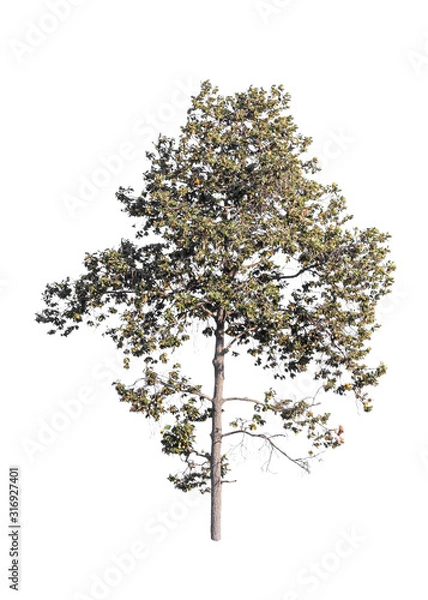 Fototapeta di cut tree  for background