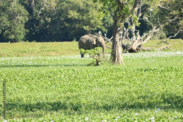 Obraz elephant