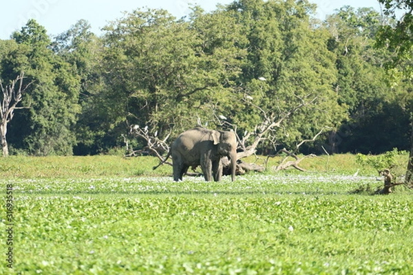 Obraz elephant in the wild