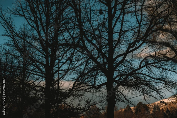 Fototapeta 木陰と夕焼け