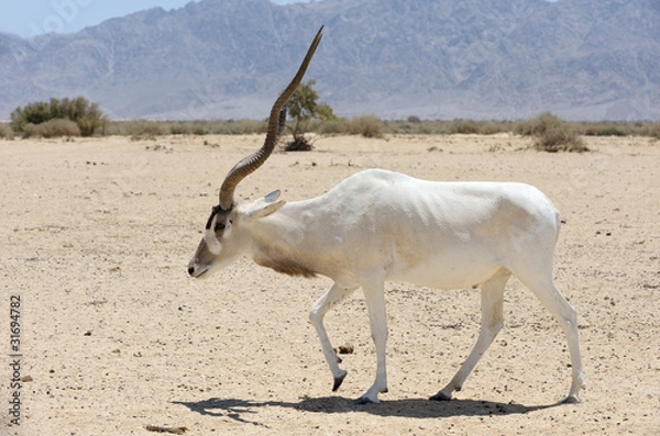 Fototapeta Antelope Addax