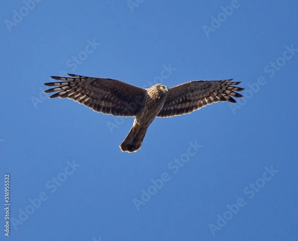 Fototapeta Ural owl in flight