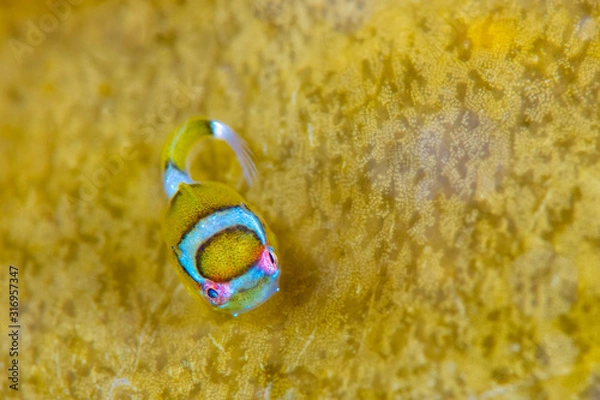 Obraz ダンゴウオ