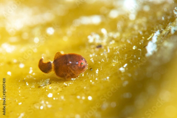 Obraz ダンゴウオ