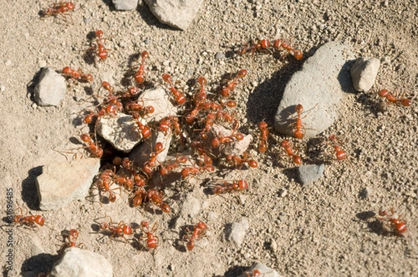 Fototapeta Mrówki ogniste