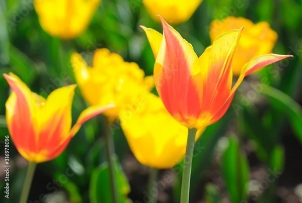 Obraz Beautiful tulips