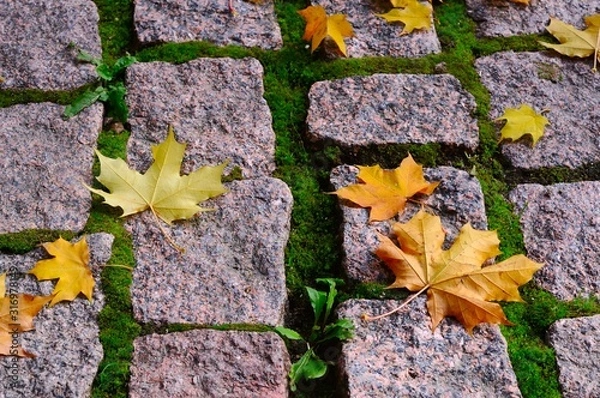 Obraz Autumn pavement