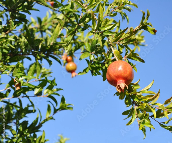 Fototapeta Ripe pomegranate fruit hanging on a tree branch against a blue sky. Beautiful orchard background