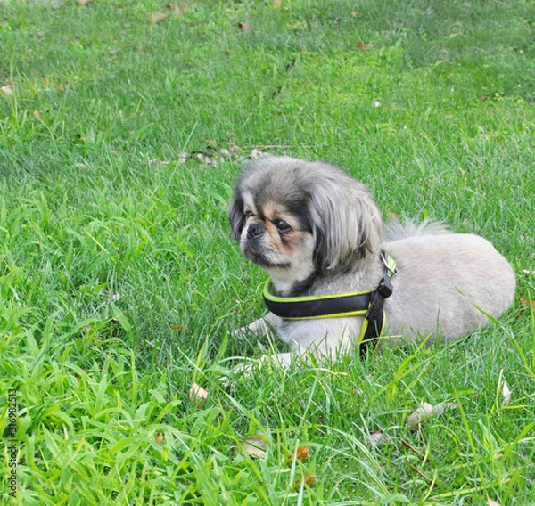 Fototapeta A small dog of a decorative breed lies on a green lawn and rests. Pet on a green grass background with place for text