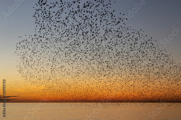 Fototapeta swarms of starlings at dusk in Brighton